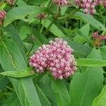 Asclepias incarnataFlower