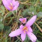 Colchicum autumnale Blüte