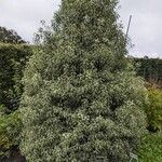 Pittosporum tenuifolium موطن