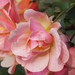 Rosa spp.Λουλούδι