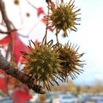 Liquidambar styraciflua Frukt