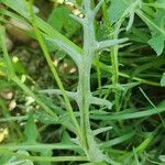 Senecio glaucus Leaf