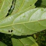 Alchornea latifolia 叶