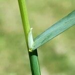 Trisetum flavescens Blatt