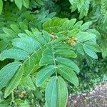 Calliandra haematocephalaBlad