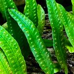 Microgramma lycopodioides Leaf