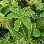 Alchemilla alpina Leaf