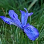 Iris douglasiana Fleur