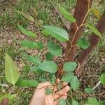 Eucalyptus robusta Blatt