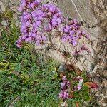 Limonium emarginatum Leaf