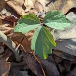 Cardamine angustata পাতা