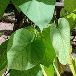 Aristolochia macrophylla Foglia