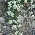 Heracleum sphondylium Virág
