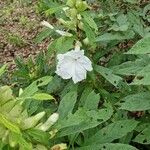 Ipomoea arborescens Flower