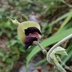 Macroptilium atropurpureum Квітка