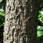 Cussonia paniculata Bark