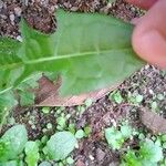 Taraxacum clemens Deilen