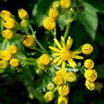 Jacobaea vulgaris Flower