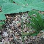 Collinsonia canadensis Leaf