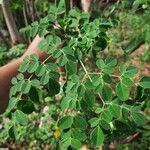 Moringa oleifera Folha