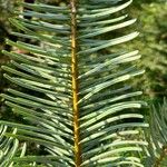 Abies grandis Feuille