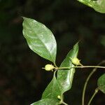 Cassipourea elliptica Gyümölcs