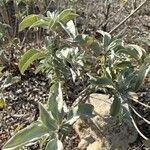 Salvia apiana Blatt