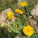 Doronicum grandiflorum Habit