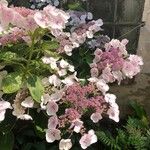 Hydrangea sargentiana Flower
