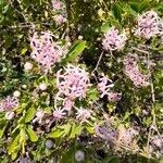 Dais cotinifolia Flower