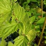 Filipendula ulmaria Blad