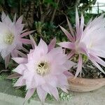 Echinopsis oxygonaKvět