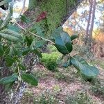 Quercus virginiana Blad