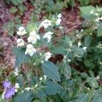 Galeopsis segetumFlower