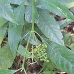 Psychotria myriantha Alia