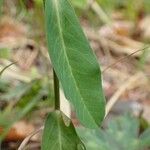 Euphorbia dulcis Leaf