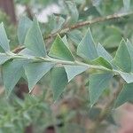 Acacia cultriformis Leaf