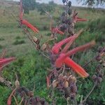 Aloe secundiflora Bleunienn