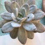 Echeveria laui ഇല