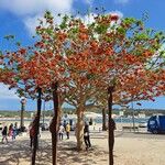 Erythrina caffra Συνήθη χαρακτηριστικά