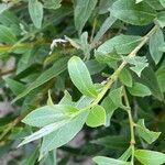 Salix triandraList