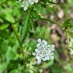 Anthriscus sylvestris 花