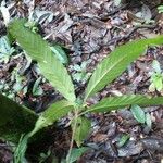 Lacunaria crenata 葉
