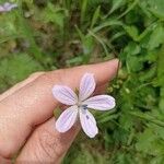 Geranium asphodeloides Blüte