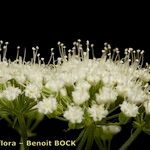 Katapsuxis silaifolia Mosusu