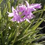 Tulbaghia violaceaKvet