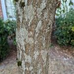 Carpinus japonicaKabuk