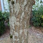 Carpinus japonica Bark