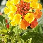 Lantana camara फूल