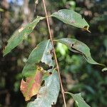 Cratoxylum cochinchinense Leaf